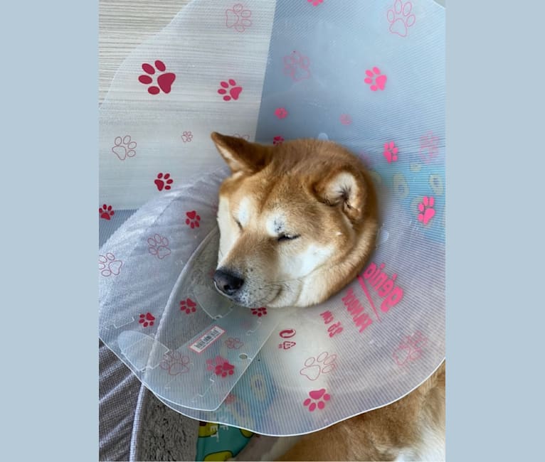 Pakie, a Japanese or Korean Village Dog tested with EmbarkVet.com