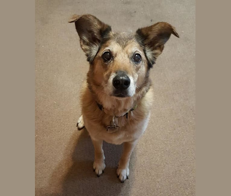 Buddy, a German Shepherd Dog and Siberian Husky mix tested with EmbarkVet.com