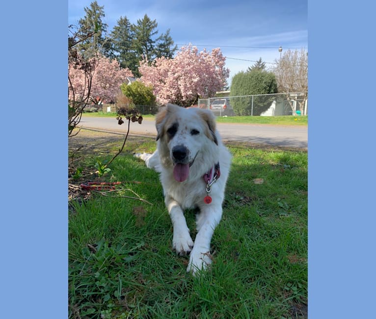 Moo Moo, a Great Pyrenees and German Shepherd Dog mix tested with EmbarkVet.com