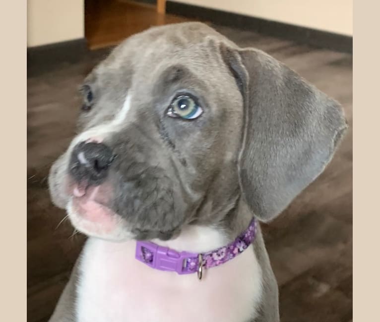 Grey boxer with blue eyes deals