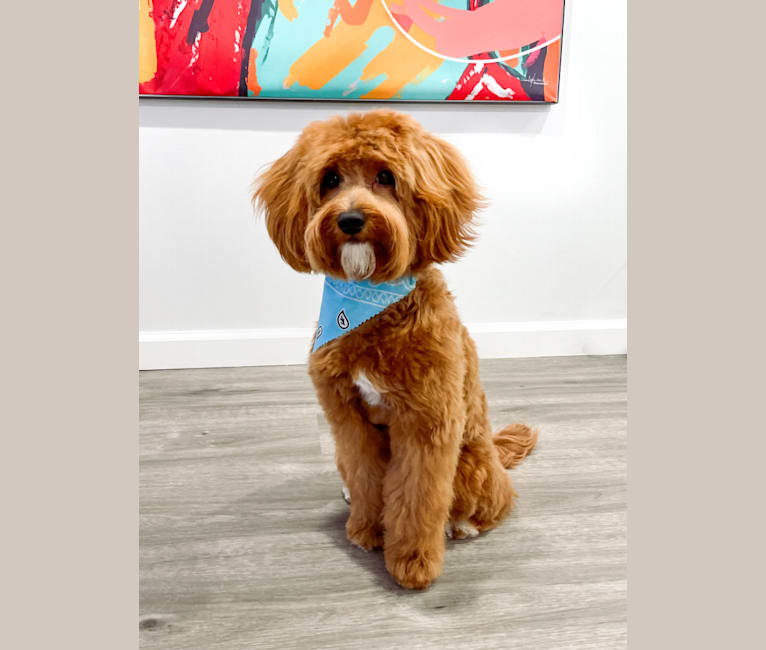 DeeOhGi, a Goldendoodle tested with EmbarkVet.com