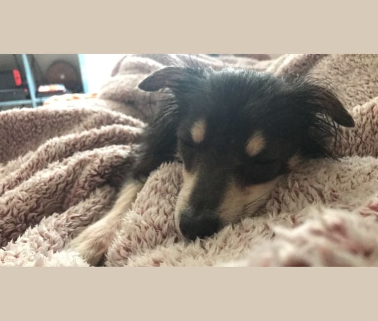 Photo of Teddy, a Chihuahua, Pomeranian, Miniature Pinscher, and Mixed mix in Texas, USA