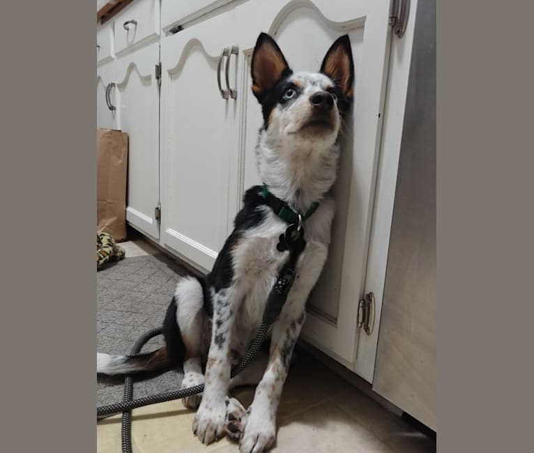 Jason, an Australian Cattle Dog and Siberian Husky mix tested with EmbarkVet.com