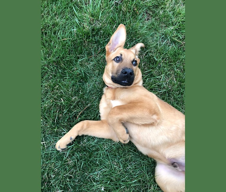 Tucker, a German Shepherd Dog and Belgian Malinois mix tested with EmbarkVet.com