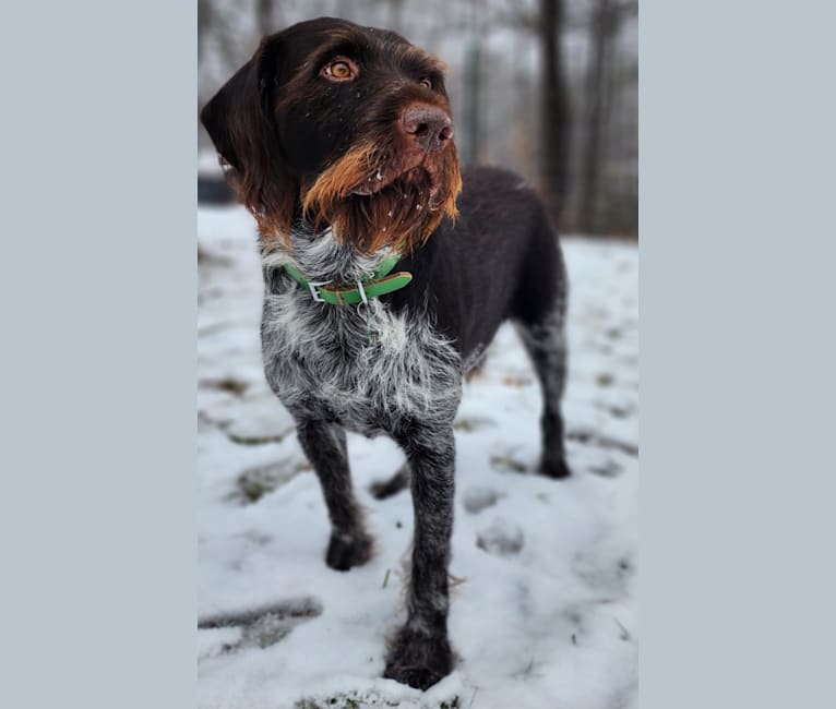 Us, a German Wirehaired Pointer tested with EmbarkVet.com
