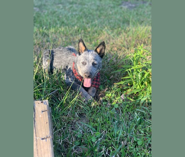 Chomp, an Australian Cattle Dog tested with EmbarkVet.com