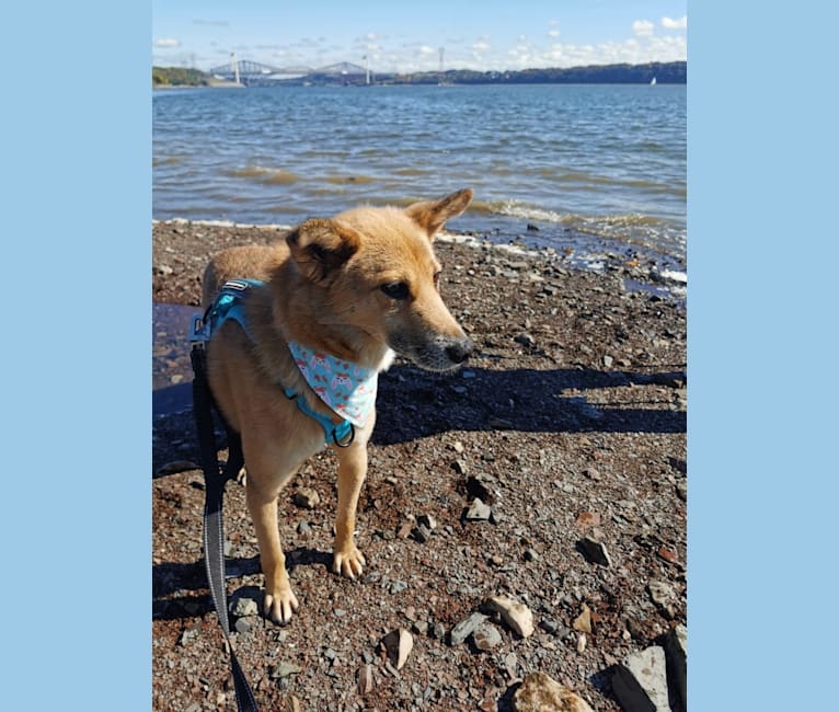 Abel, a German Shepherd Dog and Jindo mix tested with EmbarkVet.com