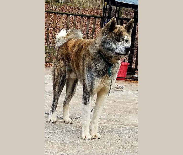 Red and silver brindle on sale akita