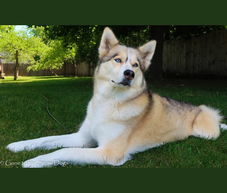 Shelby, a Siberian Husky tested with EmbarkVet.com