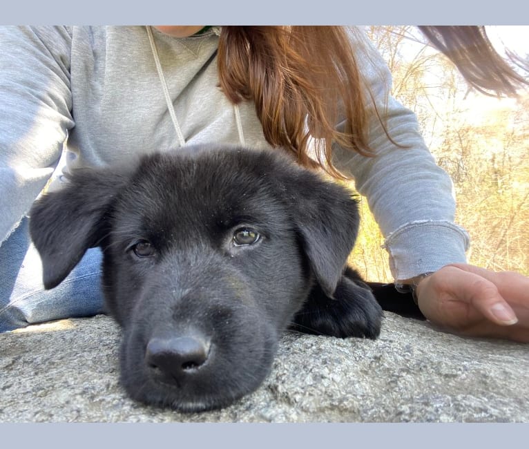 Newfoundland german shepherd mix sale puppies