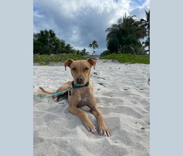 Photo of Riley, an American Pit Bull Terrier, Chihuahua, and Mixed mix in Hawaii, USA