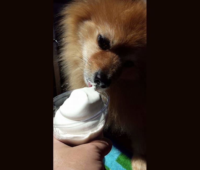 Zeke, a Pomeranian tested with EmbarkVet.com