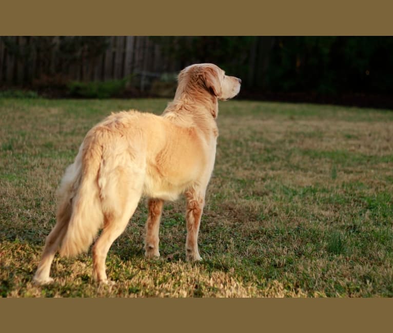 Riggs, a Labrador Retriever and Rat Terrier mix tested with EmbarkVet.com