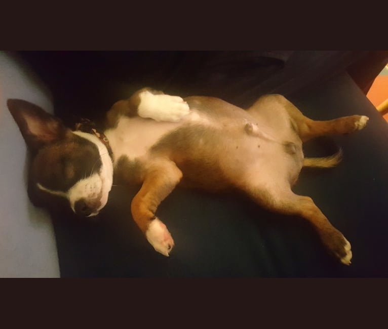 Cornelius, a Pug and Chihuahua mix tested with EmbarkVet.com