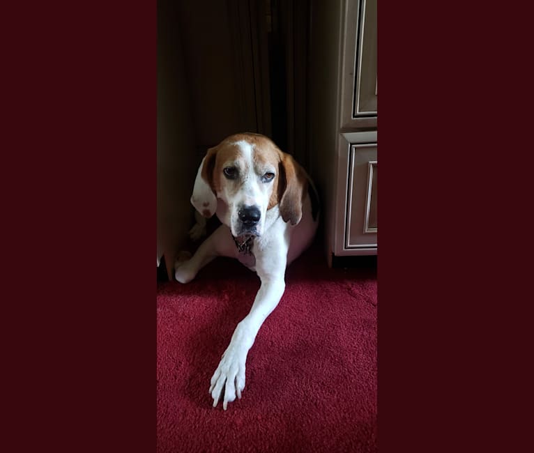 Little Joe, aka "Scar Face,"  Our #1 Hound Dog, a Treeing Walker Coonhound tested with EmbarkVet.com