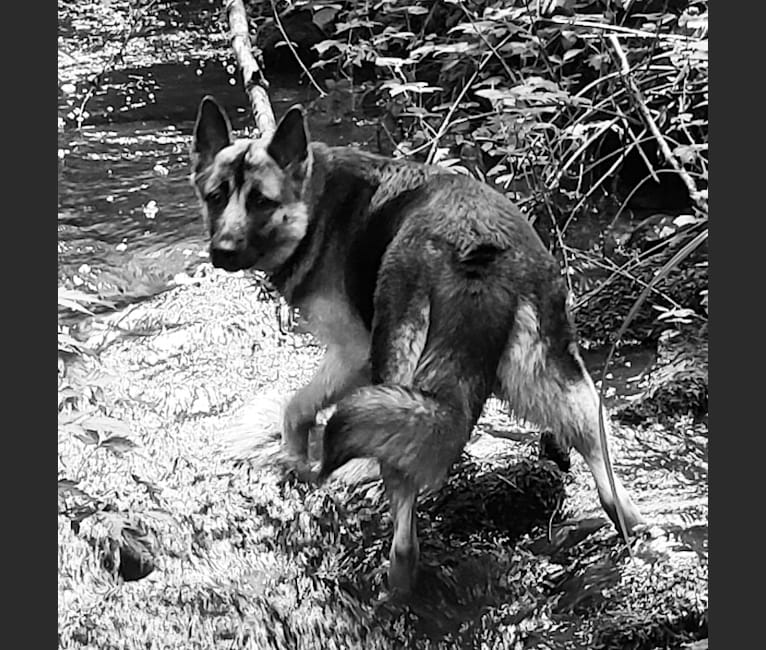 Photo of SAUIN, a German Shepherd Dog, Siberian Husky, and Alaskan Malamute mix in Spokane, Washington, USA