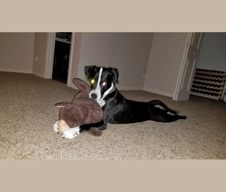 Photo of Frank, a Perro de Presa Canario, American Staffordshire Terrier, Labrador Retriever, Great Pyrenees, and Boxer mix in Illinois, USA