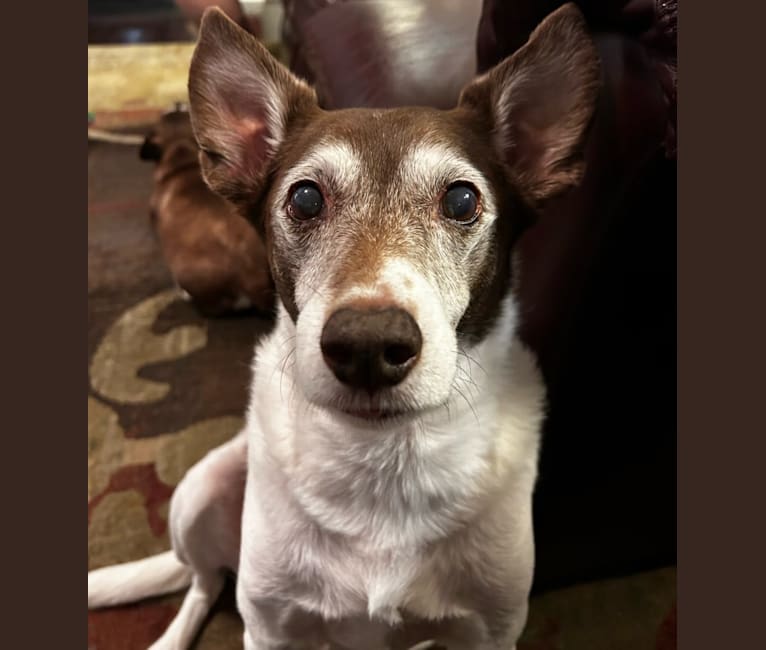 Bandit Walter, a Rat Terrier and Border Collie mix tested with EmbarkVet.com