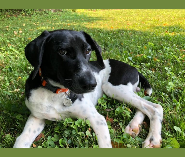 Shiloh, a German Shorthaired Pointer and Beagle mix tested with EmbarkVet.com