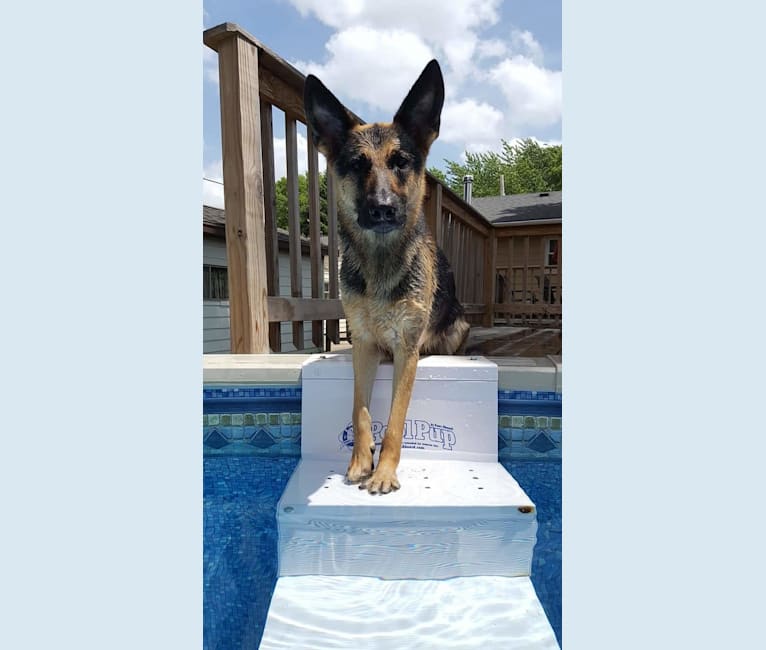 Ava Lynch, a German Shepherd Dog tested with EmbarkVet.com