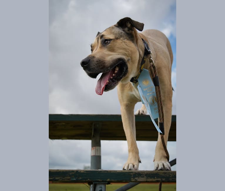 Shadow, an American Staffordshire Terrier and American Pit Bull Terrier mix tested with EmbarkVet.com