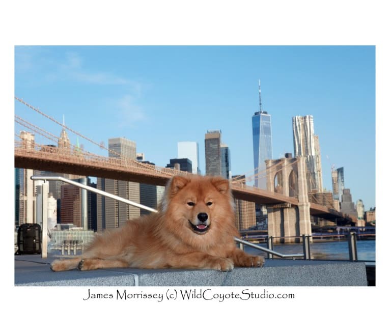 Logan, a Finnish Lapphund tested with EmbarkVet.com