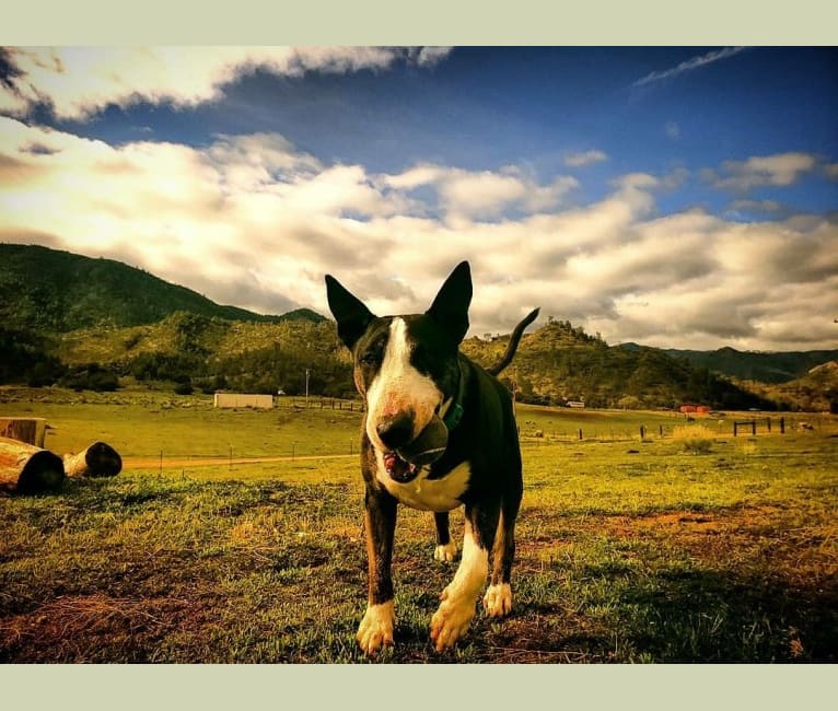 PEPPER, a Bull Terrier tested with EmbarkVet.com
