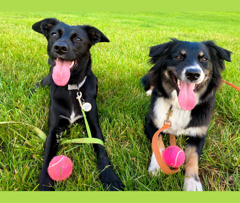 Nala, a Border Collie and American Pit Bull Terrier mix tested with EmbarkVet.com