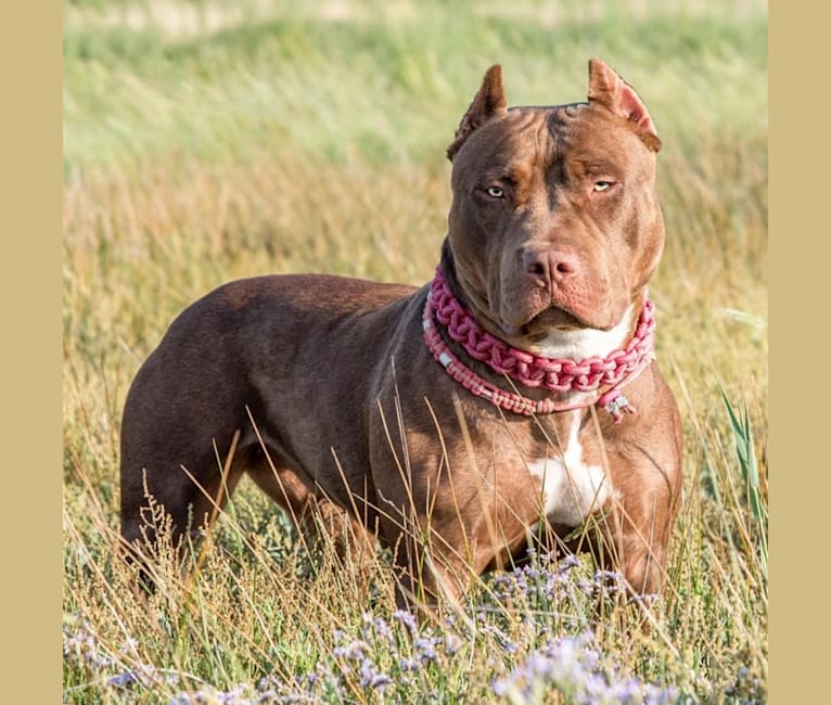 BSB/IBB’s Fendi Rome, an American Bully tested with EmbarkVet.com