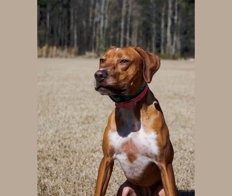 Tula, a Pointer and Llewellin Setter mix tested with EmbarkVet.com