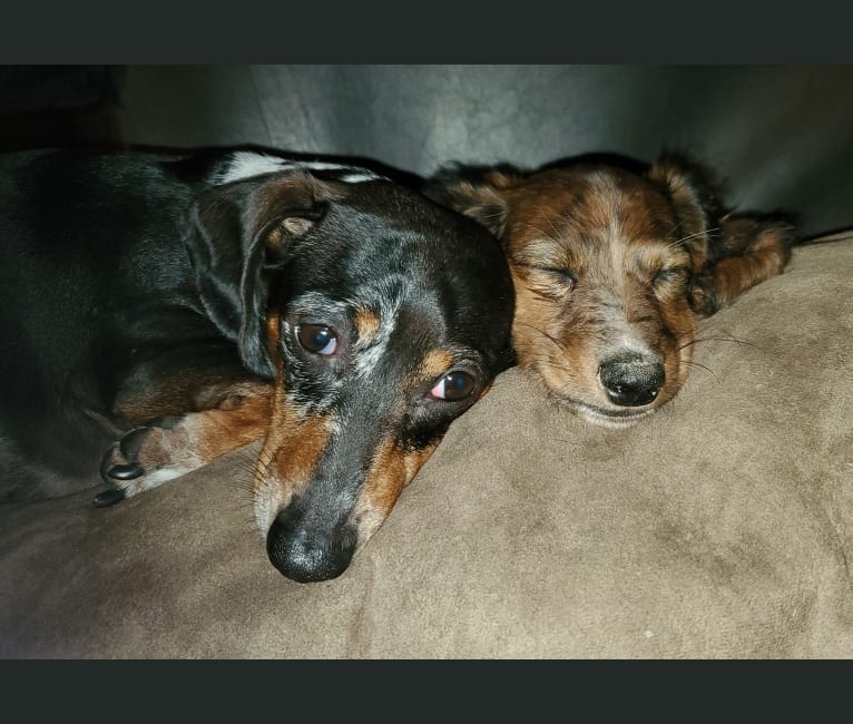 Casey, a Dachshund tested with EmbarkVet.com