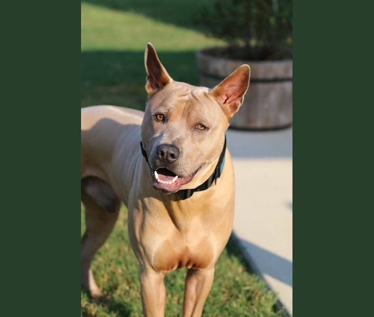 Monty, a Thai Ridgeback tested with EmbarkVet.com