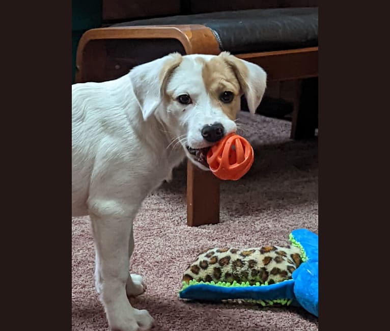 Hudson, an American Pit Bull Terrier and Great Pyrenees mix tested with EmbarkVet.com