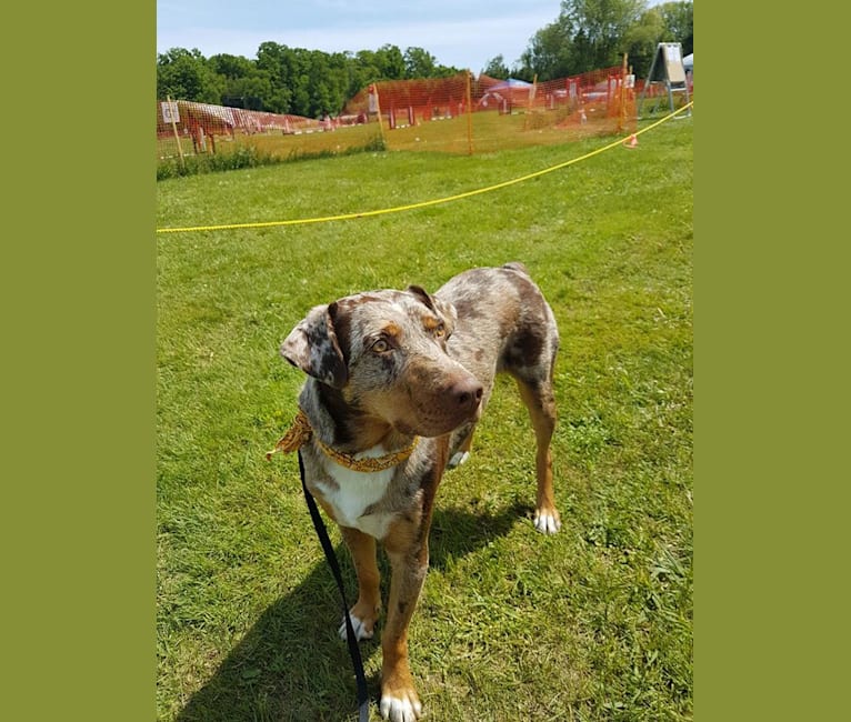 Australian shepherd mixed with new arrivals catahoula