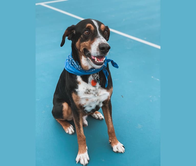 Augie, a Basset Hound and Australian Cattle Dog mix tested with EmbarkVet.com
