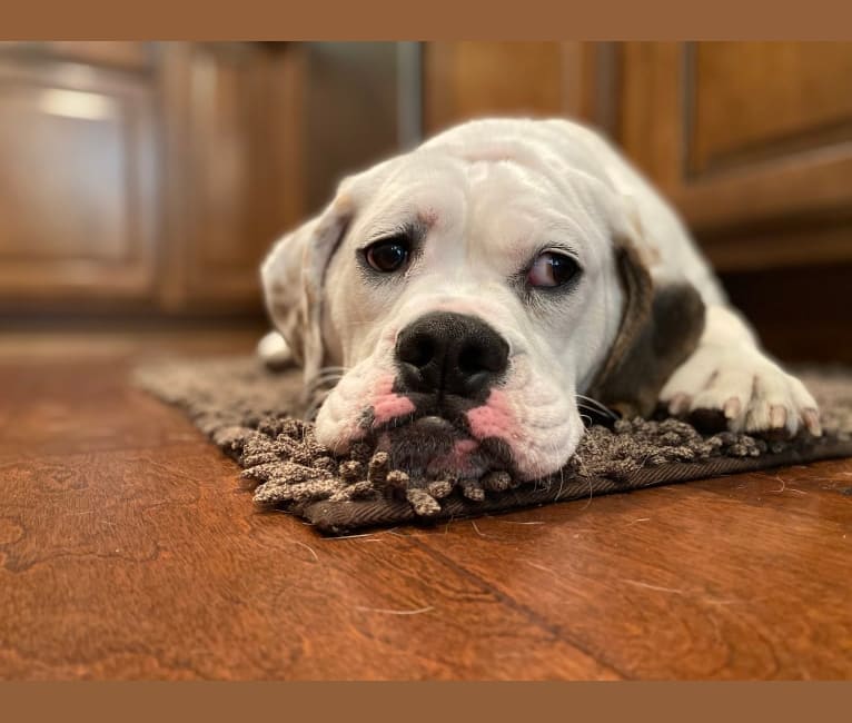 Brody, a Bulldog and Basset Hound mix tested with EmbarkVet.com