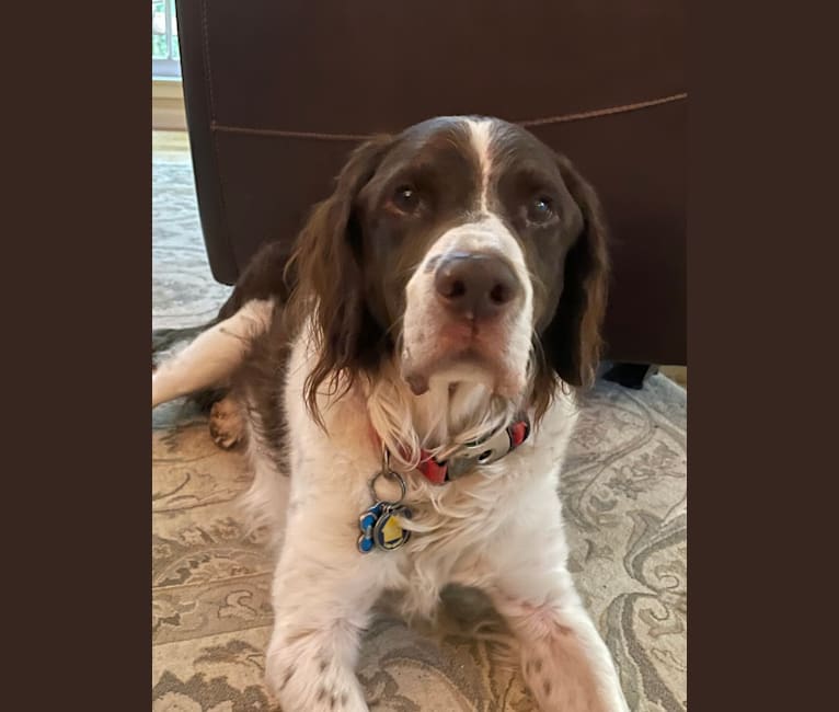 Charlie, a Brittany tested with EmbarkVet.com