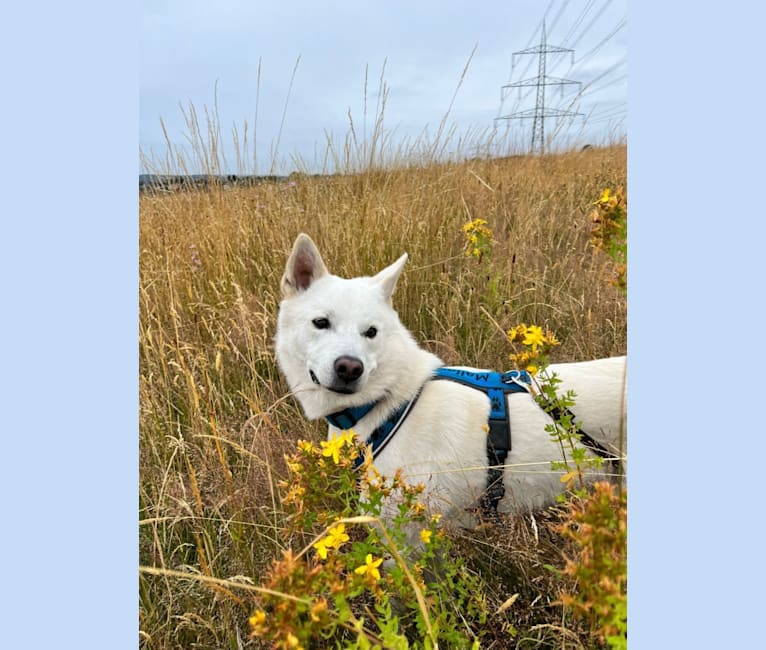 Mallow, a Canaan Dog tested with EmbarkVet.com