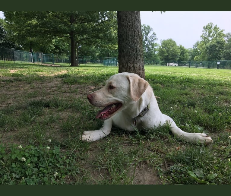 Roman, a Labrador Retriever and Chow Chow mix tested with EmbarkVet.com