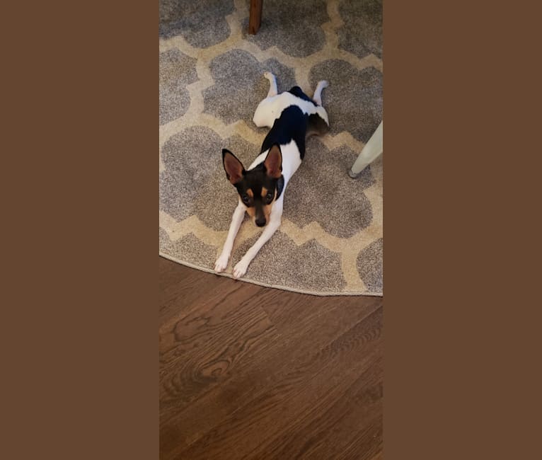 Ava, a Rat Terrier tested with EmbarkVet.com