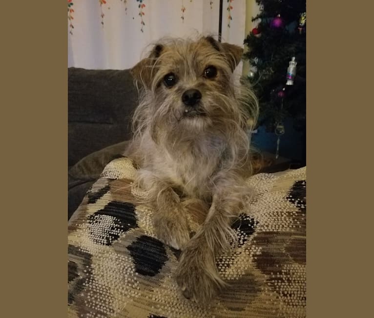 Meatlug, a Shih Tzu and Chihuahua mix tested with EmbarkVet.com