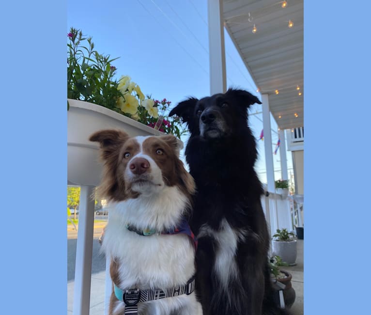 Blue, a Border Collie and Australian Shepherd mix tested with EmbarkVet.com