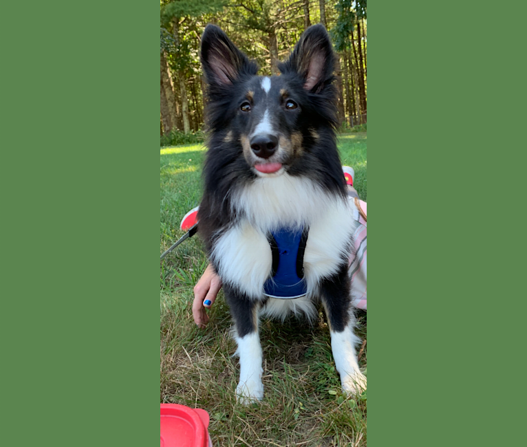 Whiskey Cash Adams, a Shetland Sheepdog tested with EmbarkVet.com