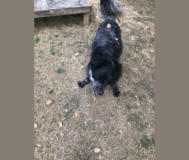 Fred, a Golden Retriever and Great Pyrenees mix tested with EmbarkVet.com