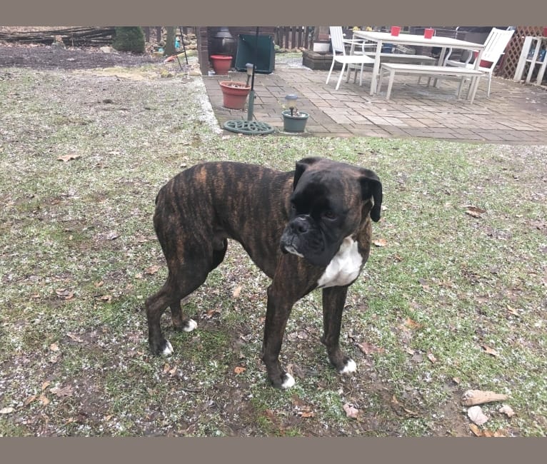 Murray, a Boxer tested with EmbarkVet.com