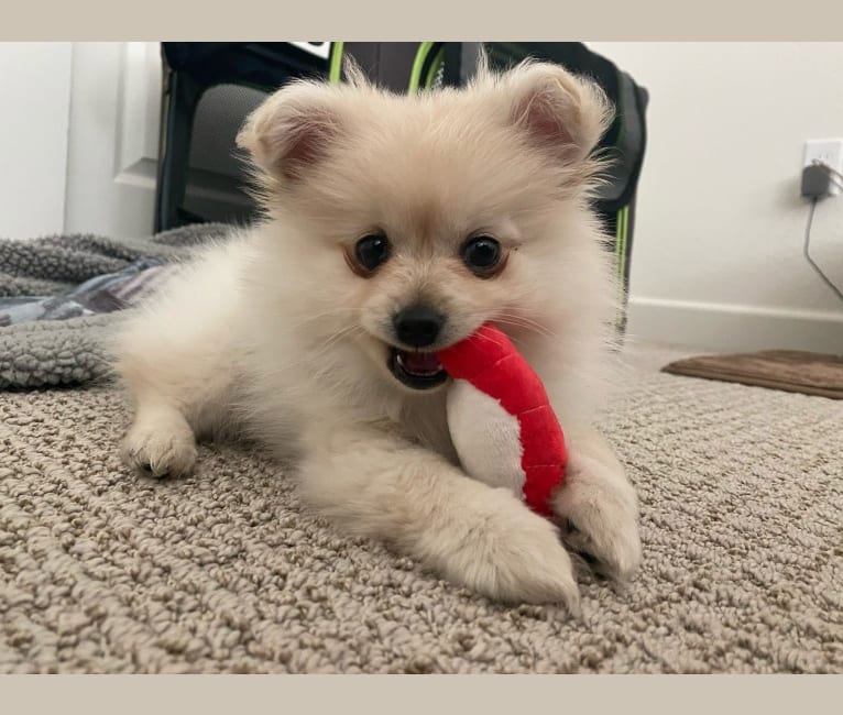 Kai, a Pomeranian tested with EmbarkVet.com