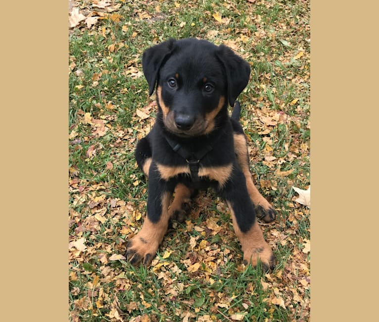 Ragar, a Beauceron tested with EmbarkVet.com