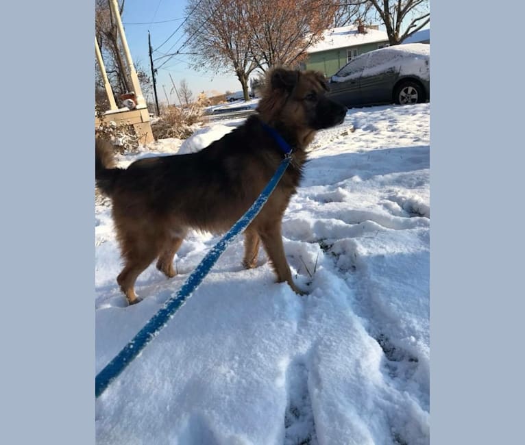 Max, a German Shepherd Dog and Labrador Retriever mix tested with EmbarkVet.com