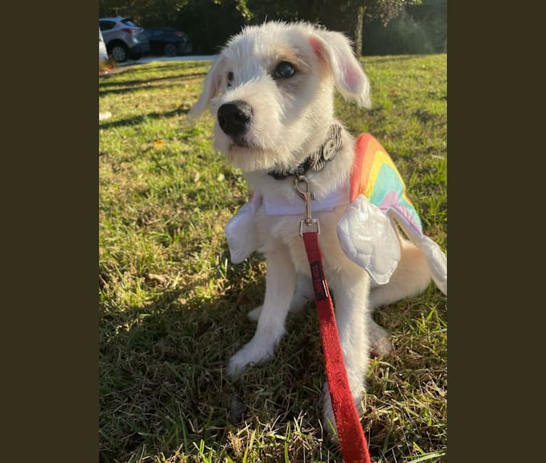 Gatsby, a Great Pyrenees and Beagle mix tested with EmbarkVet.com