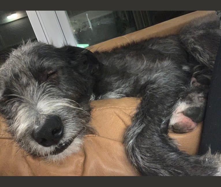 Harry, an Old English Sheepdog and American Pit Bull Terrier mix tested with EmbarkVet.com